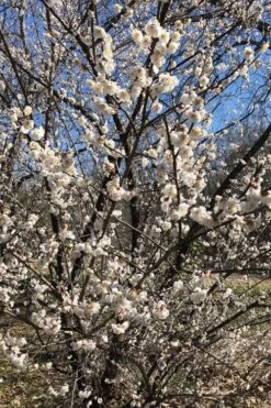 Fragrant Snow Japanese Flowering Apricot (Prunus Mume) - 2 Gallon Pot 12 Fragrant Snow Japanese Flowering Apricot (Prunus Mume) - 2 Gallon Pot -Best Plant Shop prunus mume fragrant snow japanese flowering apricot 6