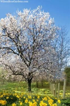 Fragrant Snow Japanese Flowering Apricot (Prunus Mume) - 2 Gallon Pot 11 Fragrant Snow Japanese Flowering Apricot (Prunus Mume) - 2 Gallon Pot -Best Plant Shop prunus mume fragrant snow japanese flowering apricot 7