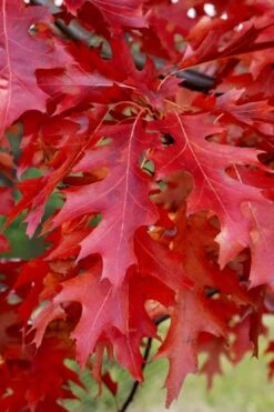Scarlet Oak Tree (Quercus Coccinea) - 3 Gallon Pot -Best Plant Shop quercus coccinea scarlet oak 11