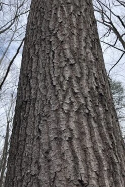 Scarlet Oak Tree (Quercus Coccinea) - 3 Gallon Pot -Best Plant Shop quercus coccinea scarlet oak bark trunk 11