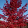 Scarlet Oak Tree (Quercus Coccinea) - 3 Gallon Pot -Best Plant Shop quercus coccinea scarlet oak tree 3
