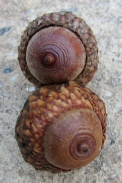 Scarlet Oak Tree (Quercus Coccinea) - 3 Gallon Pot -Best Plant Shop quercus coccinea scarlet oak tree acorns