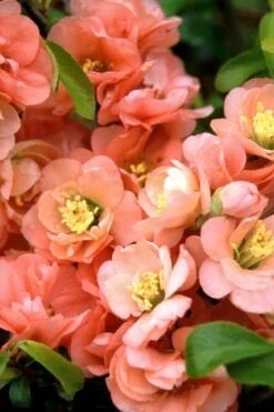 Cameo Flowering Quince - 2 Gallon Pot -Best Plant Shop quince cameo bloom