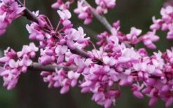Eastern Redbud - 1 Gallon Pot -Best Plant Shop redbud Eastern Tree Flowers 1