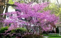 Eastern Redbud - 1 Gallon Pot -Best Plant Shop redbud Eastern Tree In Bloom 1