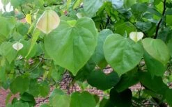 Eastern Redbud - 1 Gallon Pot -Best Plant Shop redbud Eastern Tree Leaves Foliage 1