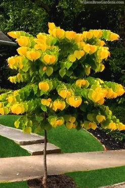 The Rising Sun Redbud Tree - 3 Gallon Pot -Best Plant Shop redbud rising sun 52 1