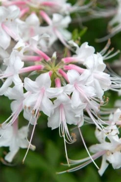 White Alabama Native Azalea (Rhododendron Alabamense) - 3 Gallon Pot -Best Plant Shop rhododendron alabamense alabama native azalea 3