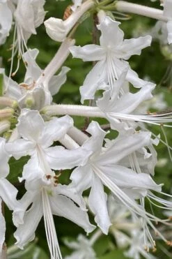 White Alabama Native Azalea (Rhododendron Alabamense) - 3 Gallon Pot -Best Plant Shop rhododendron alabamense alabama native azalea 4