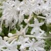 White Alabama Native Azalea (Rhododendron Alabamense) - 3 Gallon Pot -Best Plant Shop rhododendron alabamense alabama native azalea 5