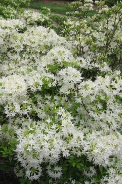 White Alabama Native Azalea (Rhododendron Alabamense) - 3 Gallon Pot -Best Plant Shop rhododendron alabamense alabama native azalea 6