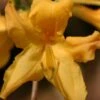 Appalachian Gold Aromi Azalea (Rhododendron Hybrid) - 3 Gallon Pot -Best Plant Shop rhododendron appalachian gold azalea 100