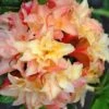 Cannon's Double Exbury Azalea (Rhdodendron) - 2 Gallon Pot 1 Cannon's Double Exbury Azalea (Rhdodendron) - 2 Gallon Pot -Best Plant Shop rhododendron cannons double azalea 1