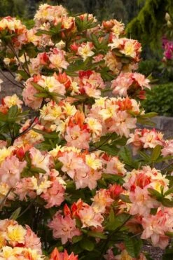 Cannon's Double Exbury Azalea (Rhdodendron) - 2 Gallon Pot -Best Plant Shop rhododendron cannons double azalea 3