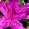 Congo Purple Azalea - 3 Gallon Pot -Best Plant Shop rhododendron congo robin hill hybrid azalea 2