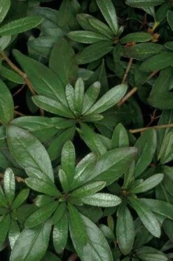 Congo Purple Azalea - 3 Gallon Pot -Best Plant Shop rhododendron congo robin hill hybrid azalea 4