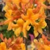 Kate Native Azalea (Rhododendron Hybrid) - 3 Gallon Pot -Best Plant Shop rhododendron kate native azalea 1