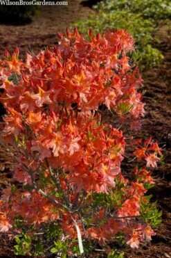 Pat Ryan Aromi Azalea (Rhododendron Hybrid) - 3 Gallon Pot -Best Plant Shop rhododendron pat ryan native azalea 104