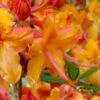 Tallulah Sunrise Native Azalea (Rhododendron) - 1 Gallon Pot -Best Plant Shop rhododendron tallulah sunrise native azalea 100 thumbnail