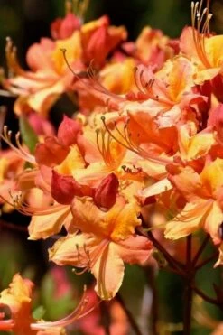 Tallulah Sunrise Native Azalea (Rhododendron) - 1 Gallon Pot -Best Plant Shop rhododendron tallulah sunrise native azalea 101 1