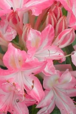 Ribbon Candy Swamp Azalea (Rhododendron Viscosum) - 3 Gallon Pot -Best Plant Shop rhododendron viscosum ribbon candy swamp azalea 1