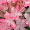 Ribbon Candy Swamp Azalea (Rhododendron Viscosum) - 2 Gallon Pot -Best Plant Shop rhododendron viscosum ribbon candy swamp azalea 2 1