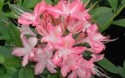 Ribbon Candy Swamp Azalea (Rhododendron Viscosum) - 2 Gallon Pot -Best Plant Shop rhododendron viscosum ribbon candy swamp azalea 3 1