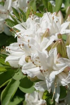 Swamp Azalea (Rhododendron Viscosum) - 3 Gallon Pot -Best Plant Shop rhododendron viscosum swamp azalea 1