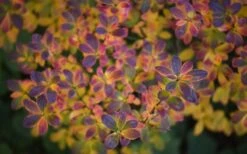 Swamp Azalea (Rhododendron Viscosum) - 3 Gallon Pot -Best Plant Shop rhododendron viscosum swamp azalea 3