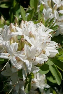 Swamp Azalea (Rhododendron Viscosum) - 3 Gallon Pot -Best Plant Shop rhododendron viscosum swamp azalea 5