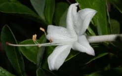 Swamp Azalea (Rhododendron Viscosum) - 3 Gallon Pot -Best Plant Shop rhododendron viscosum swamp azalea 8