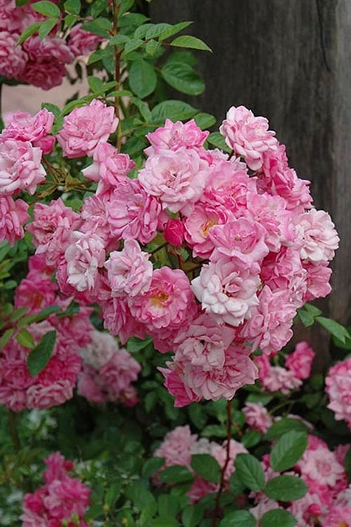 Peggy Martin Climbing Rose - 3 Gallon Pot 10 Peggy Martin Climbing Rose - 3 Gallon Pot - Image 8