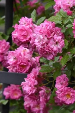 Peggy Martin Climbing Rose - 3 Gallon Pot 17 Peggy Martin Climbing Rose - 3 Gallon Pot -Best Plant Shop rosa peggy martin climbing rose 10