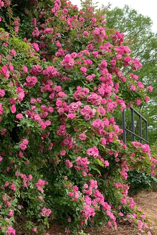 Peggy Martin Climbing Rose - 3 Gallon Pot 12 Peggy Martin Climbing Rose - 3 Gallon Pot - Image 10