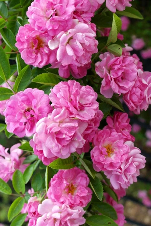Peggy Martin Climbing Rose - 3 Gallon Pot 11 Peggy Martin Climbing Rose - 3 Gallon Pot - Image 9