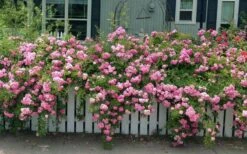 Peggy Martin Climbing Rose - 3 Gallon Pot 16 Peggy Martin Climbing Rose - 3 Gallon Pot -Best Plant Shop rosa peggy martin climbing rose 8