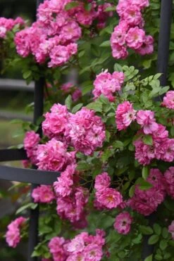 Peggy Martin Climbing Rose - 3 Gallon Pot 19 Peggy Martin Climbing Rose - 3 Gallon Pot -Best Plant Shop rosa peggy martin climbing rose 9