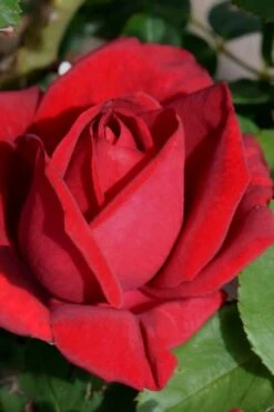 Easy Elegance Kashmir Rose - 3 Gallon Pot 13 Easy Elegance Kashmir Rose - 3 Gallon Pot -Best Plant Shop rose easy elegance kasmhir 1