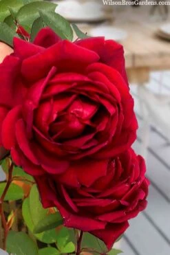 Easy Elegance Kashmir Rose - 3 Gallon Pot 12 Easy Elegance Kashmir Rose - 3 Gallon Pot -Best Plant Shop rose easy elegance kasmhir 2