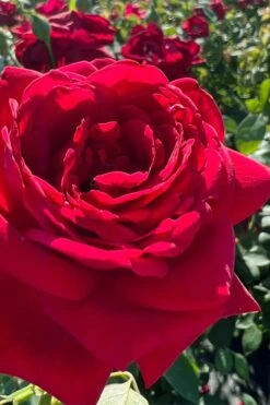 Easy Elegance Kashmir Rose - 3 Gallon Pot 11 Easy Elegance Kashmir Rose - 3 Gallon Pot -Best Plant Shop rose easy elegance kasmhir 3