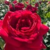 Easy Elegance Kashmir Rose - 3 Gallon Pot 1 Easy Elegance Kashmir Rose - 3 Gallon Pot -Best Plant Shop rose easy elegance kasmhir 4