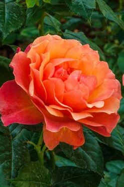 Livin Easy Rose - 3 Gallon Pot 10 Livin Easy Rose - 3 Gallon Pot -Best Plant Shop rose livin easy 22