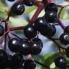 American Elderberry (Sambucus Nigra Canadensis) - 3 Pack Of 1.5 Quart Pots -Best Plant Shop sambucus nigra canadensis common elderberry 13