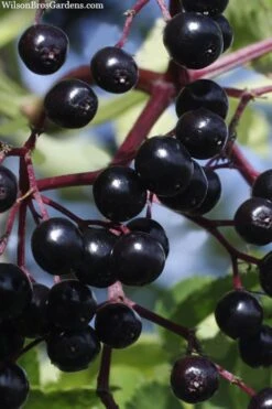 American Elderberry (Sambucus Nigra Canadensis) - 3 Pack Of 1.5 Quart Pots