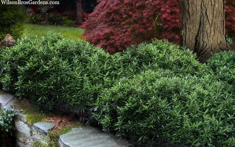 Himalayan Fragrant Sweet Box (Sarcococca Hookeriana) - 1 Gallon Pot 7 Himalayan Fragrant Sweet Box (Sarcococca Hookeriana) - 1 Gallon Pot - Image 5