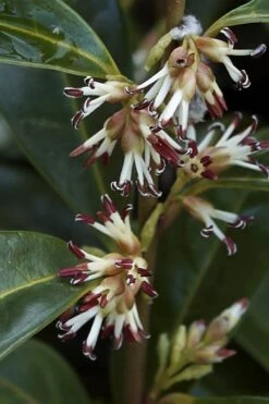 Himalayan Fragrant Sweet Box (Sarcococca Hookeriana) - 1 Gallon Pot 12 Himalayan Fragrant Sweet Box (Sarcococca Hookeriana) - 1 Gallon Pot -Best Plant Shop sarcoccoca hookeriana var humilis himalayan sweetbox 2