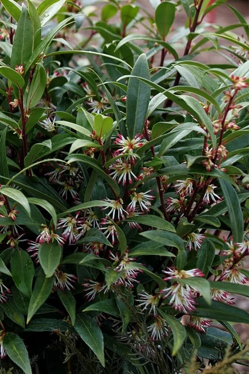 Himalayan Fragrant Sweet Box (Sarcococca Hookeriana) - 1 Gallon Pot 3 Himalayan Fragrant Sweet Box (Sarcococca Hookeriana) - 1 Gallon Pot