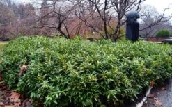 Himalayan Fragrant Sweet Box (Sarcococca Hookeriana) - 1 Gallon Pot 14 Himalayan Fragrant Sweet Box (Sarcococca Hookeriana) - 1 Gallon Pot -Best Plant Shop sarcoccoca hookeriana var humilis himalayan sweetbox 8