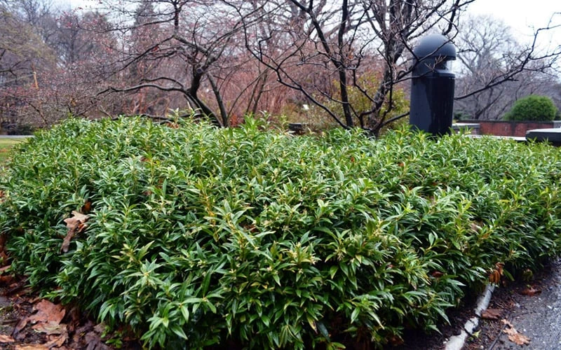 Himalayan Fragrant Sweet Box (Sarcococca Hookeriana) - 1 Gallon Pot 8 Himalayan Fragrant Sweet Box (Sarcococca Hookeriana) - 1 Gallon Pot - Image 6