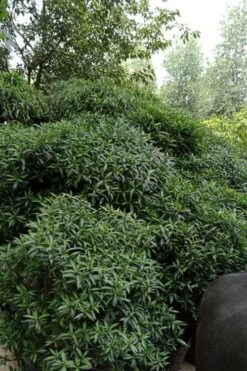 Himalayan Fragrant Sweet Box (Sarcococca Hookeriana) - 1 Gallon Pot 15 Himalayan Fragrant Sweet Box (Sarcococca Hookeriana) - 1 Gallon Pot -Best Plant Shop sarcoccoca hookeriana var humilis himalayan sweetbox 9